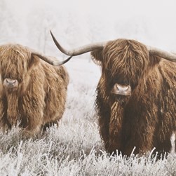 Highland Cow Print 50x70cm