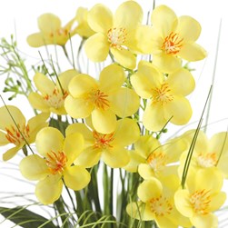 Yellow Calleryana Grass floral Bundle 45cm Yellow Calleryana Grass floral Bundle 45cm