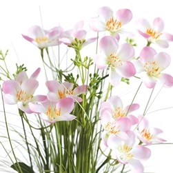 Pink Calleryana Grass Floral Bundle 65cm Pink Calleryana Grass Floral Bundle 65cm