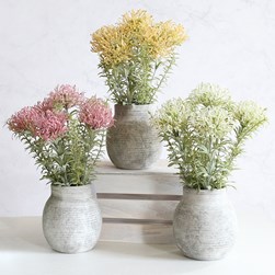 Potted Spiraea 39cm 3 Asst