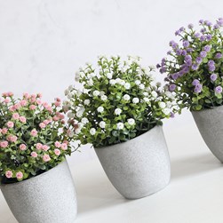 Potted Baby Breath 24cm 3 Assorted Potted Baby Breath 24cm 3 Assorted