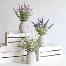 Potted Lavender 43cm 3 Asst