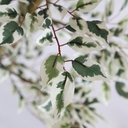 Ficus Tree 130cm Ficus Tree 130cm