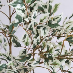 Ficus Tree 89cm