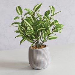 Inchplant 31cm Inchplant 31cm