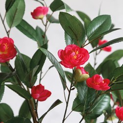 Pink Camelia 93cm