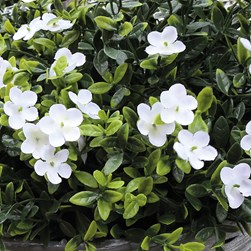 White Hanging Basket 46cm