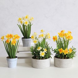 Daffodil Arrangement 26cm 2Ast