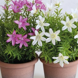 Floral Pot 28cm 2 Asst