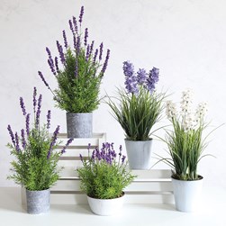 Potted Lavender 65cm Potted Lavender 65cm
