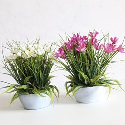 Potted Crocus 30cm 2 Asst