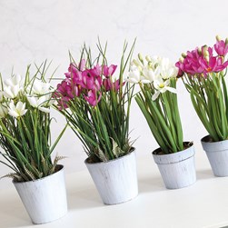 Potted Crocus 28cm 2 Asst
