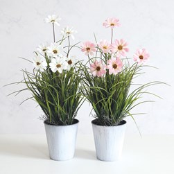 Potted Cosmos 55cm 2 Asst