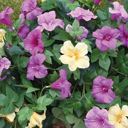 Petunia Hg Basket Pu/Wh 85cm