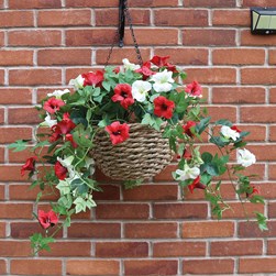 Petunia Hanging Basket Red/White 85cm Petunia Hanging Basket Red/White 85cm