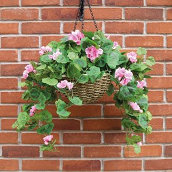 Geranium Hanging Basket Pink 80cm Geranium Hanging Basket Pink 80cm