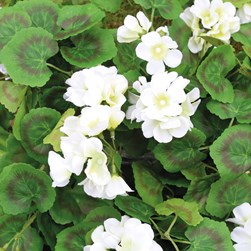 Geranium Hg Basket White 80cm