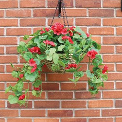 Geranium Hg Basket Red 80cm