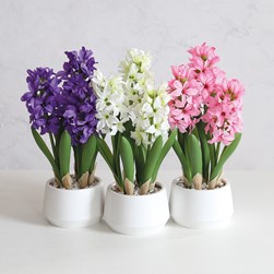 Hyacinth in Pot 3 Assorted 33cm Hyacinth in Pot 3 Assorted 33cm