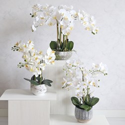 Potted Orchid White 54cm Potted Orchid White 54cm