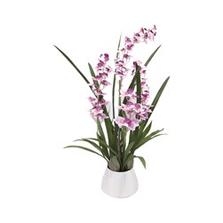 Cattleya In Ceramic Pot 91cm Cattleya In Ceramic Pot 91cm