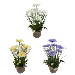 Persian Daisy Hessian Pot 36cm 3 Assorted