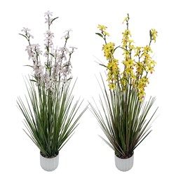 Ixia 110cm 2 Assorted