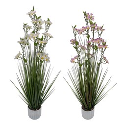 Pear Blossom 110cm 2 Assorted