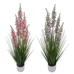Delphinium 110cm 2 Assorted