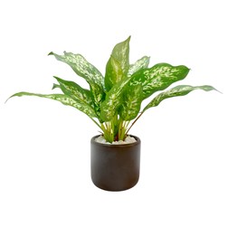 Dieffenbachia Ceramic Pot 25cm