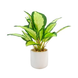 Calathea Ceramic Pot  25cm