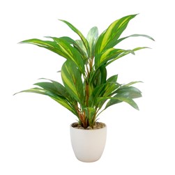 Cordyline Ceramic Pot 37cm