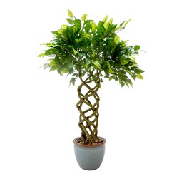 Ficus Tree 70cm Ficus Tree 70cm