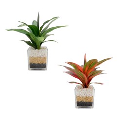 Algaonema Glass Vase 28cm 2 Assorted