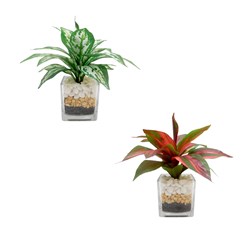Aglaonema Glass Vase 16cm 2 Assorted Aglaonema Glass Vase 16cm 2 Assorted