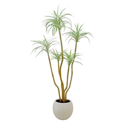 Dracena 118cm