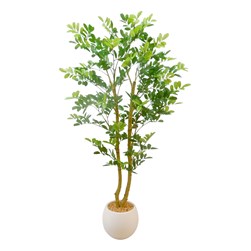 Cassia Tree 125cm