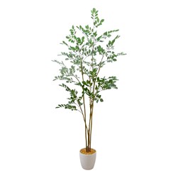 Ficus Tree 150cm