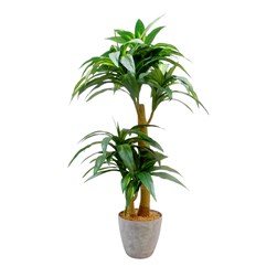 Cordyline Tree 102cm