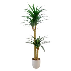 Yukka 150cm Yukka 150cm