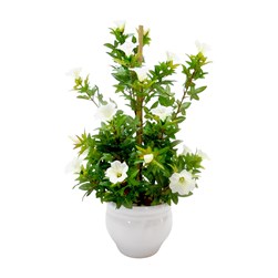 Morning Glory Ceramic Pot 50cm
