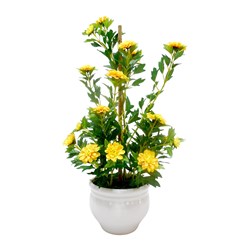 Zinnia Ceramic Pot 50cm