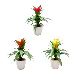 Guzmania Ceramic Pot 30cm 3Ast