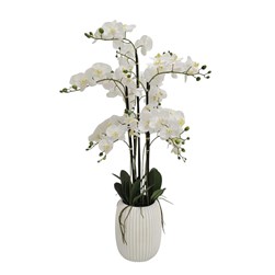 White Orchid Tapered Pot 122cm White Orchid Tapered Pot 122cm