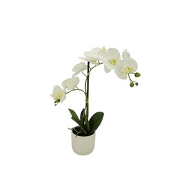 White Two Branch Orchid 51cm