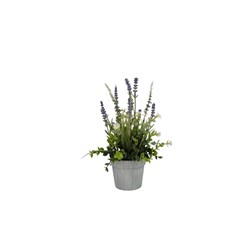 Potted Lavender 30cm Potted Lavender 30cm