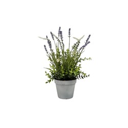 Potted Lavender 36cm