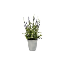 Potted Lavender 43cm