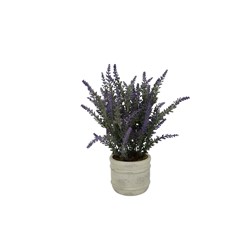Potted Dark Purple Lavender 34cm