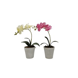Phalaenopsis Orchid 36cm 2 Assorted